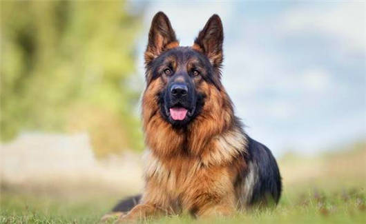 德國(guó)猛寵之德國(guó)牧羊犬的六大可怕缺點(diǎn)